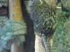 img_3923_chorzow_zoo