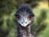 img_3934_chorzow_zoo