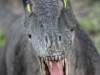 dinozatorland_07