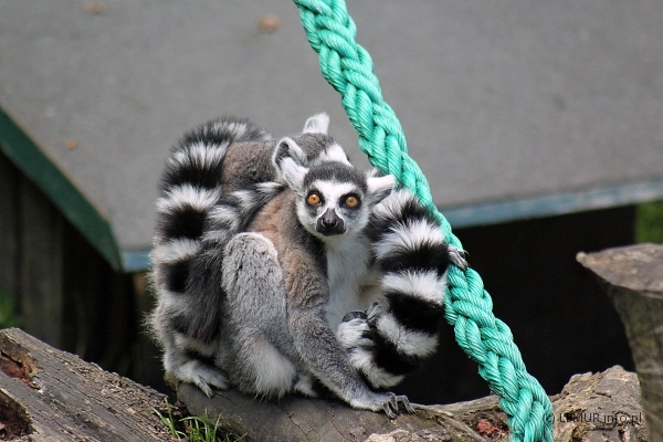 Ogród Zoologiczny w Ostravie