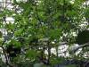 img_3302_palmiarnia_gliwice