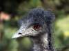 img_3935_chorzow_zoo