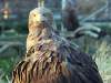 img_3949_chorzow_zoo