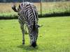 IMG_1939