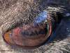 camel_eye