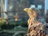 orzel_bielik