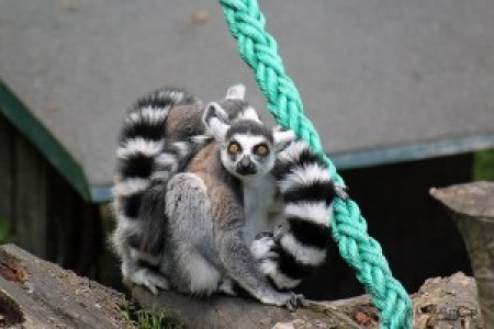 Ogród Zoologiczny w Ostravie