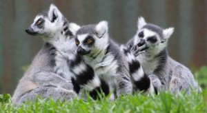 lemur nowy gatunek