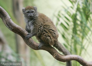 lemur alaotranski